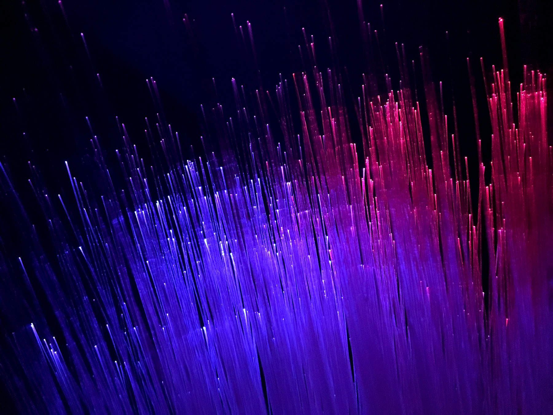 Fiber optic strands glowing blue, violet, and red in the dark